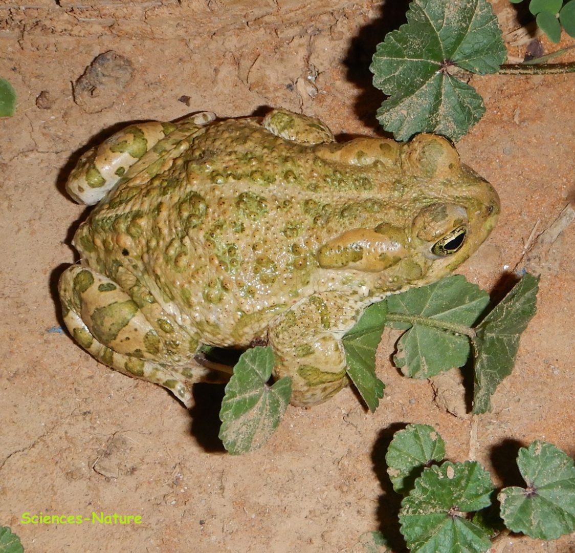 Sciences et Nature Le crapaud, une espèce menacée en France