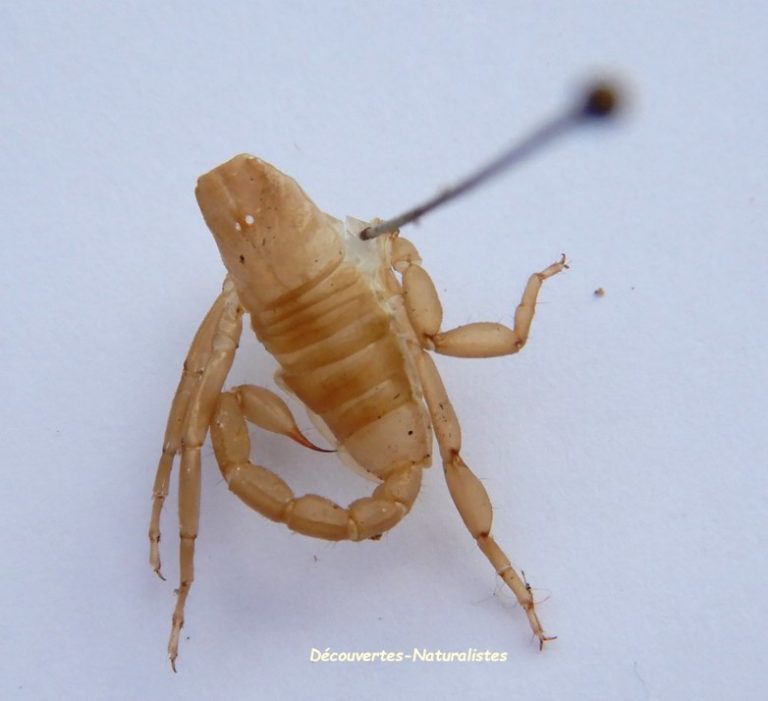 Sciences et Nature -mue chez les arthropodes