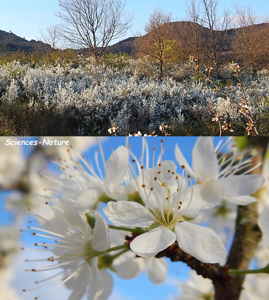 Science et Nature -paysage de printemps-fleurs de prunelliers