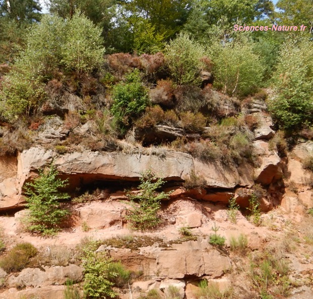 brise-vue scié en grès rose des Vosges, pierre naturelle