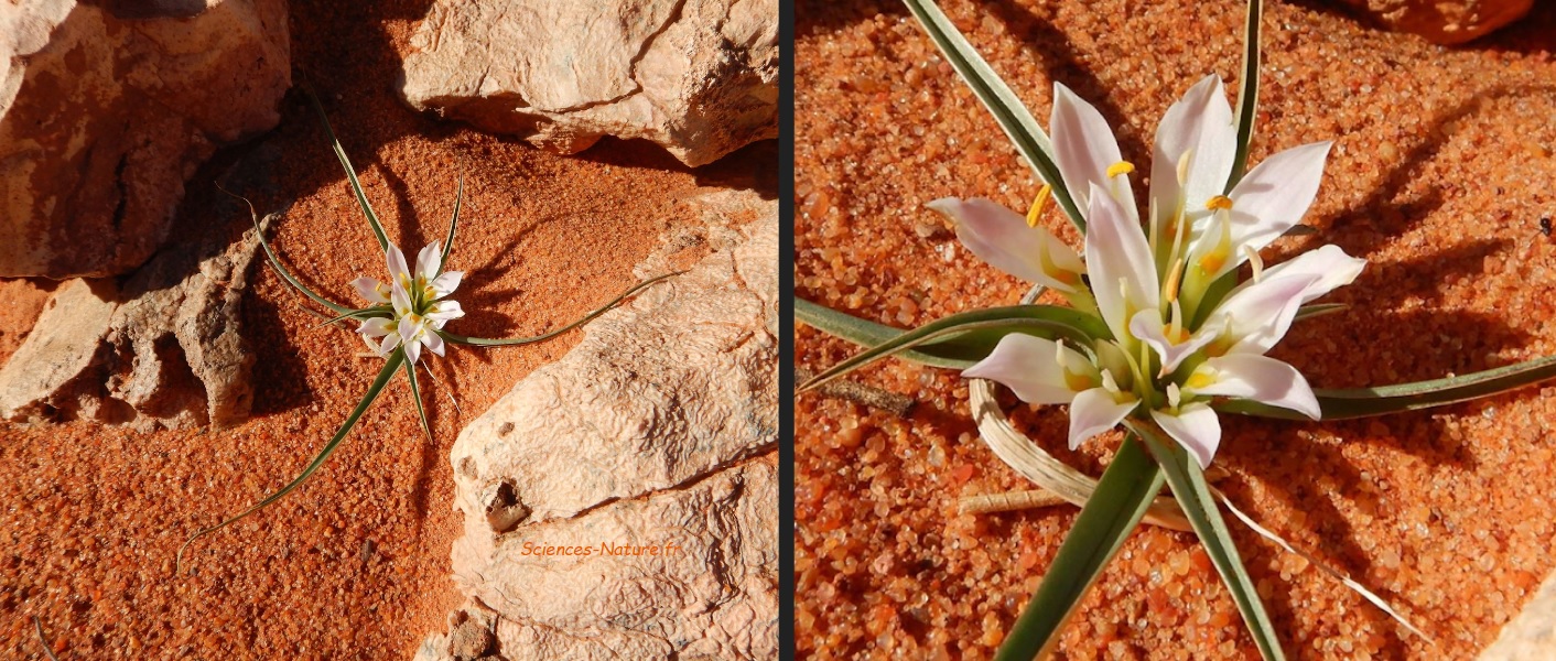 Plante à fleur géophyte dans le désert marocain 