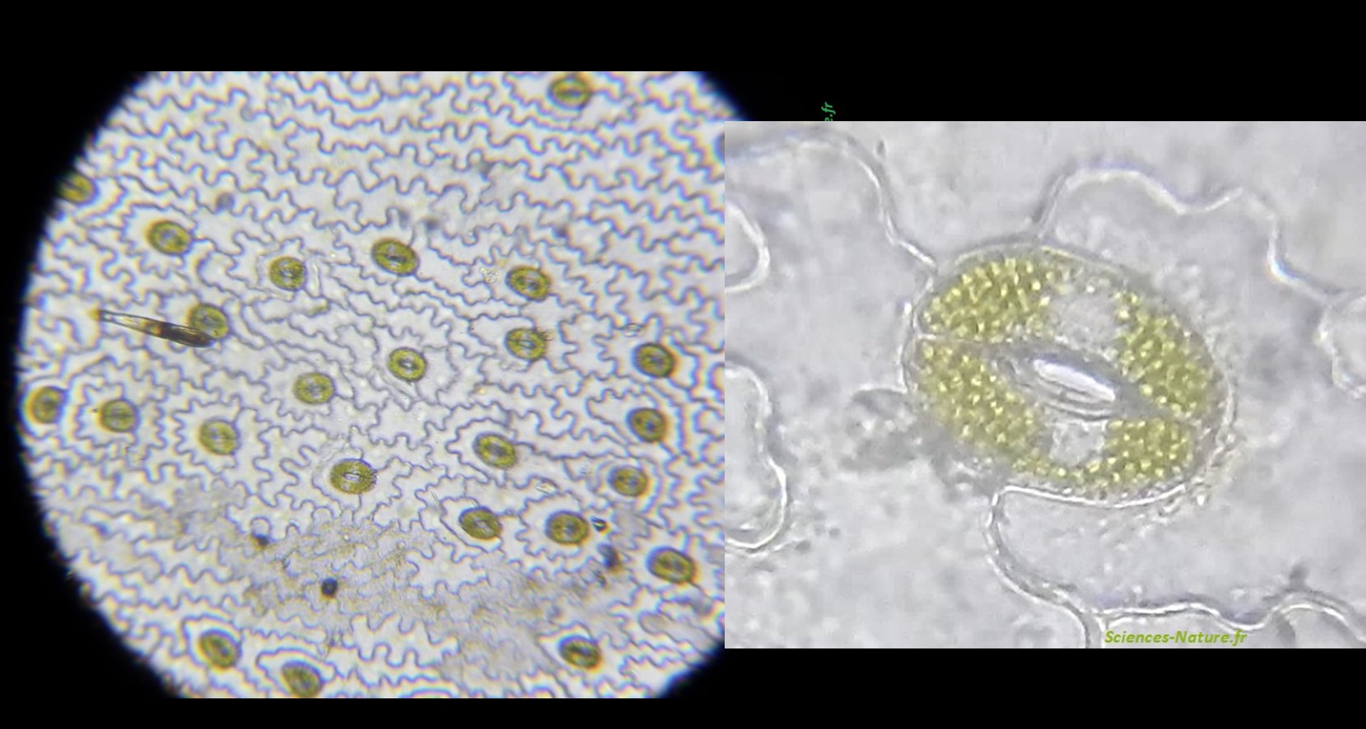 Bollettino de la Société botanique de Genève. Fig. 9. a, b. Stomates de  coléoptiles développées en lumière violette. On peut en concure que le  stomate, au cours de ces exériences,réagit bien
