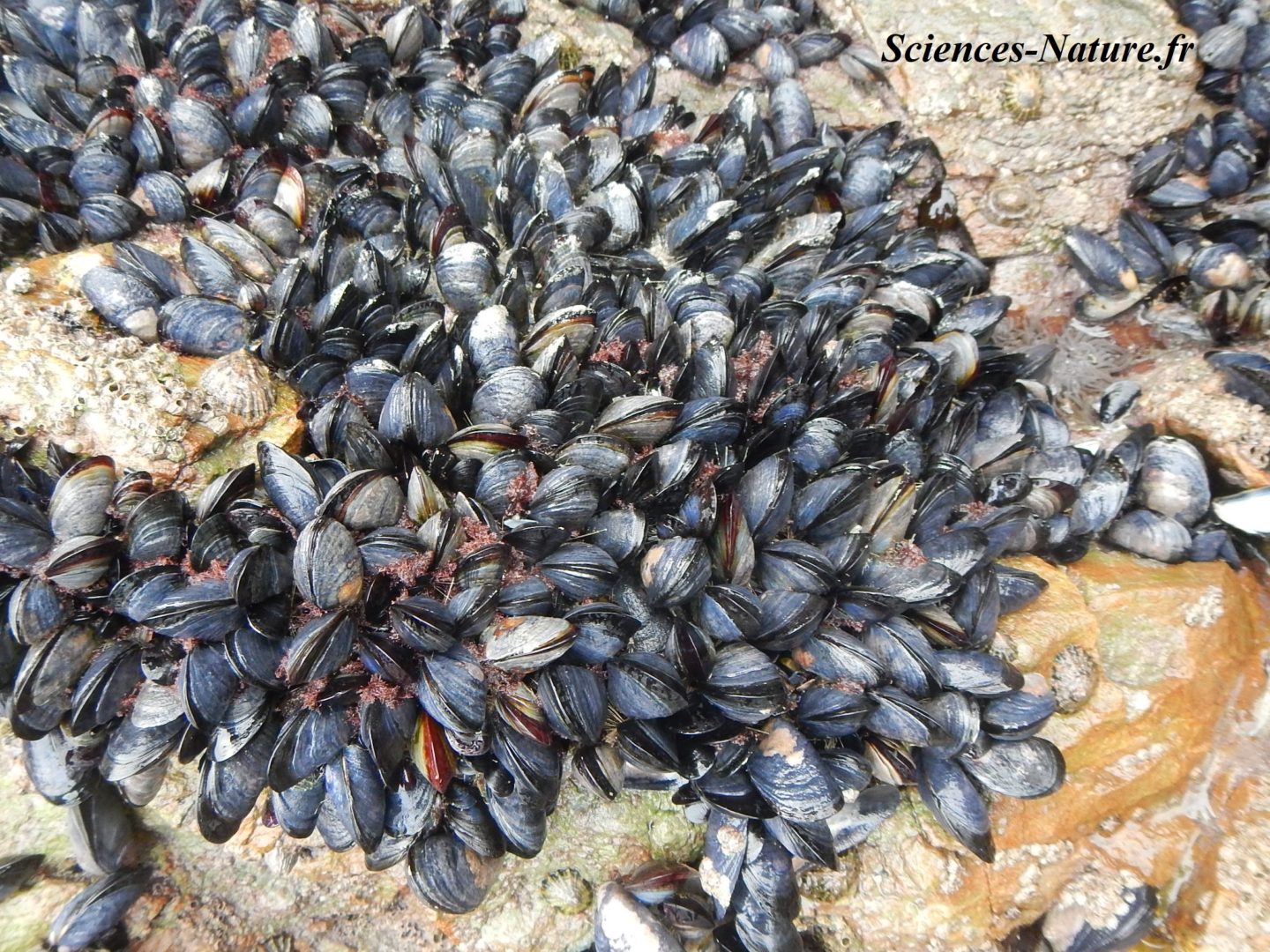 Faune bord de mer, animaux de l'estran Sciencesnature.fr — free download