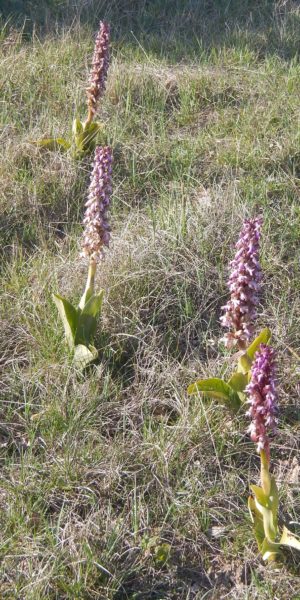 orchis geant 6