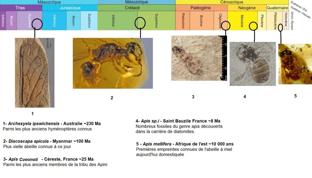 Origine des abeilles et abeilles fossiles dans la diatomite de Saint-Bauzile