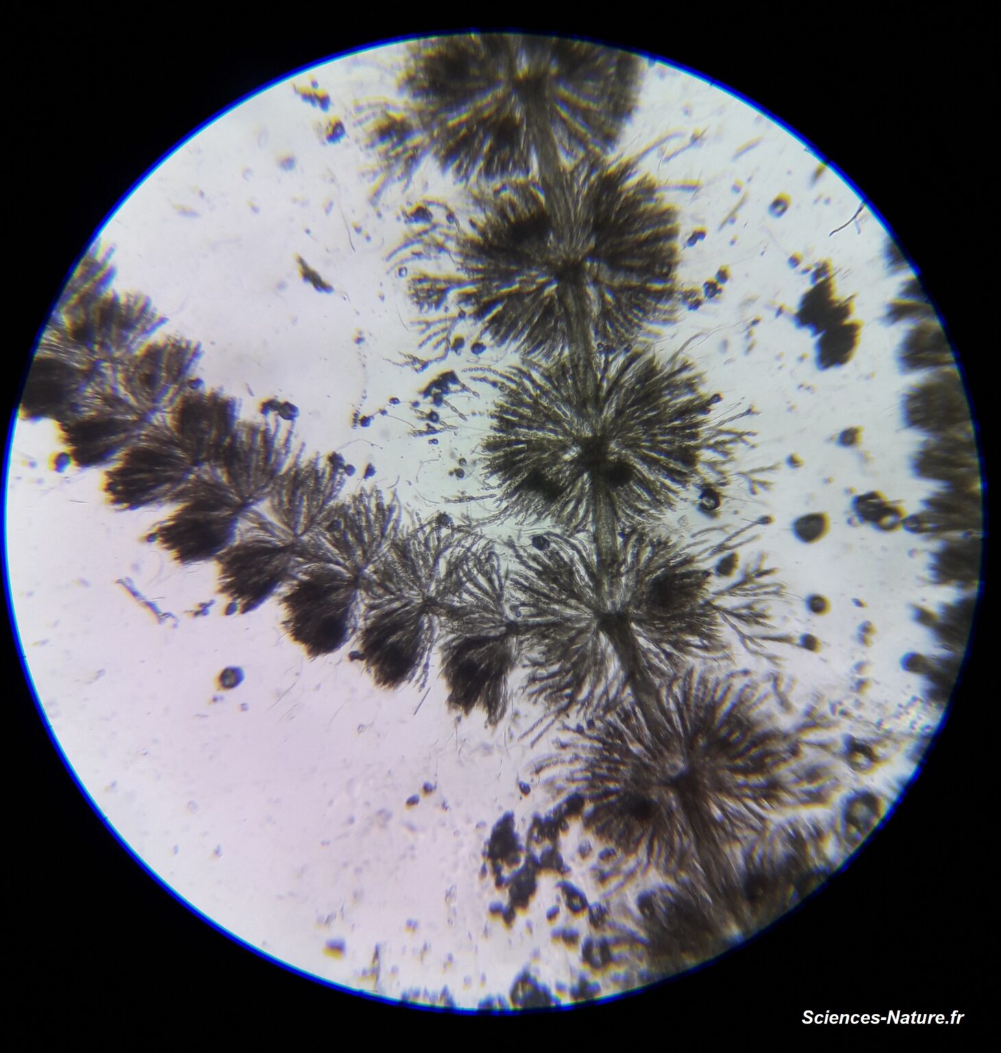 Algue rouge d'eau douce du genre Batrachospermum - Sciences-nature.fr