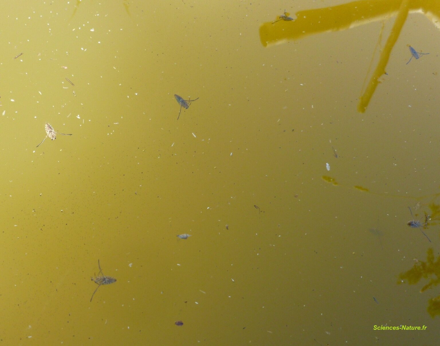 La notonecte, une punaise aquatique prédatrice Sciencesnature.fr — free download