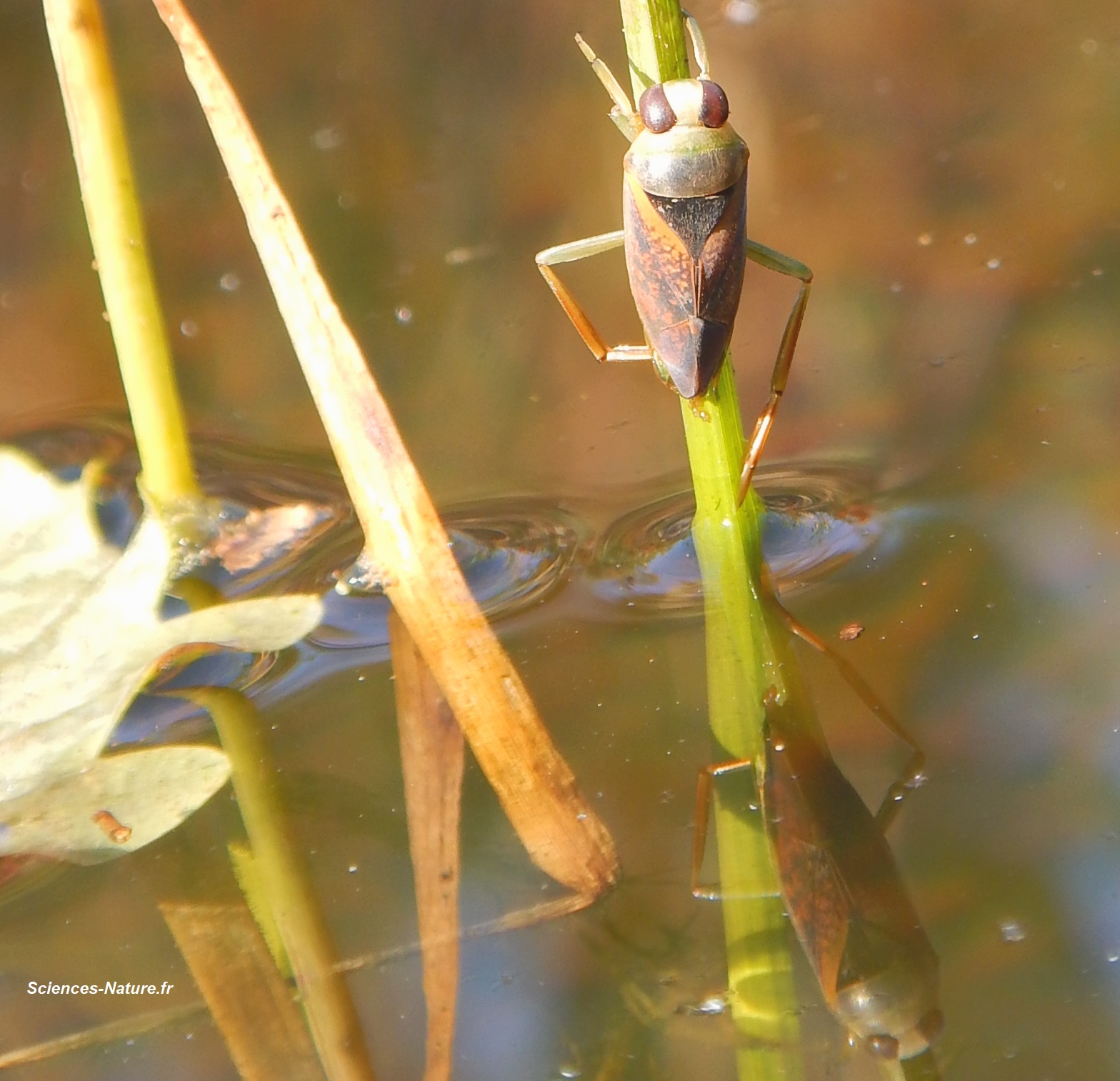 La Notonecte Une Punaise Aquatique Pr datrice Sciences nature fr