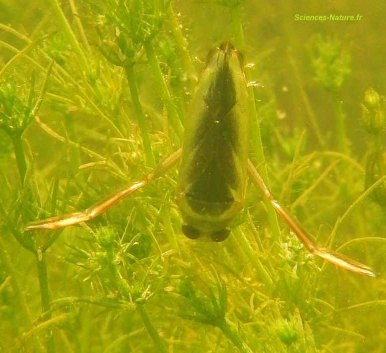 La notonecte, une punaise aquatique prédatrice Sciencesnature.fr — free download