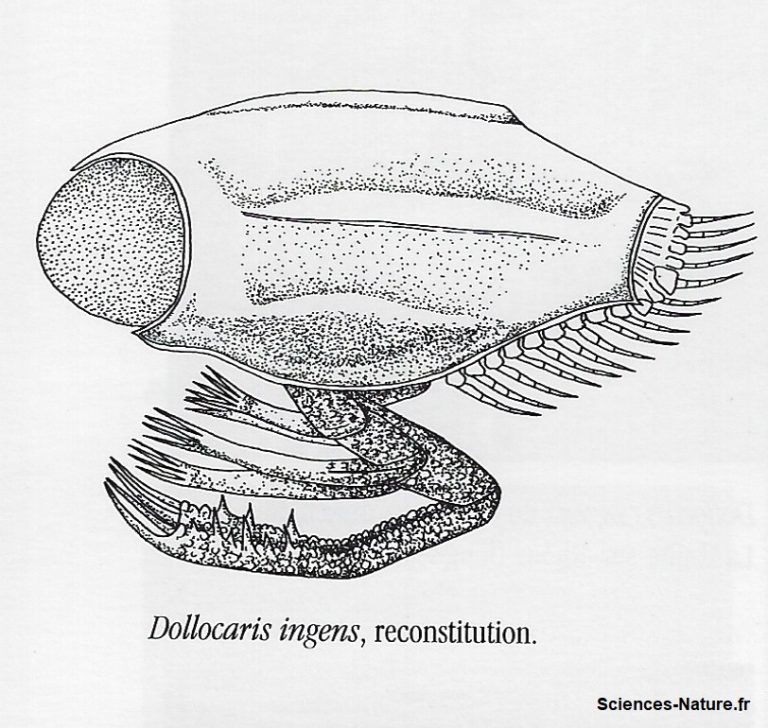 dollocaris schema Sciencesnature.fr
