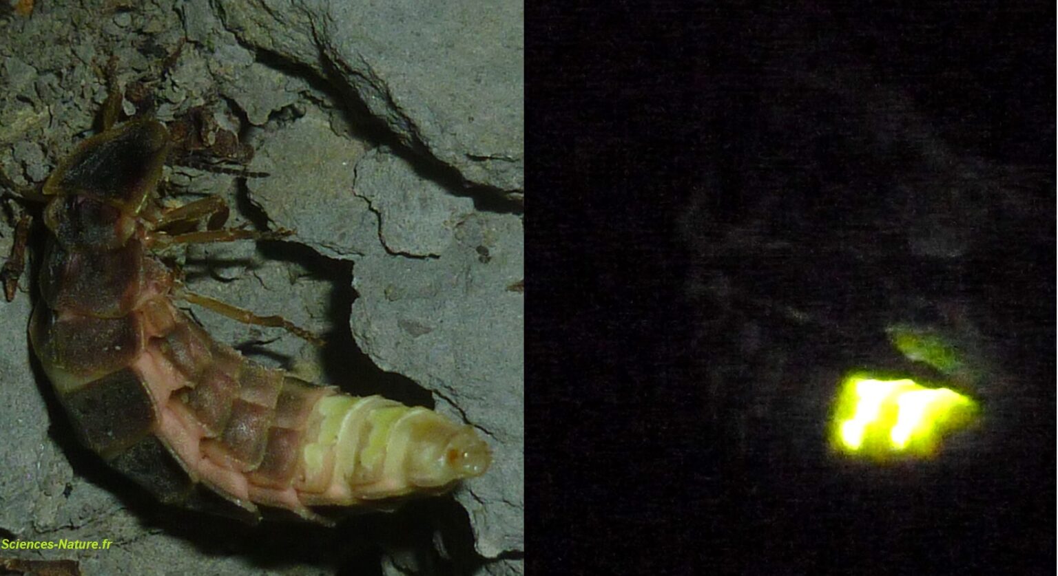 La bioluminescence du ver luisant Sciencesnature.fr — free download