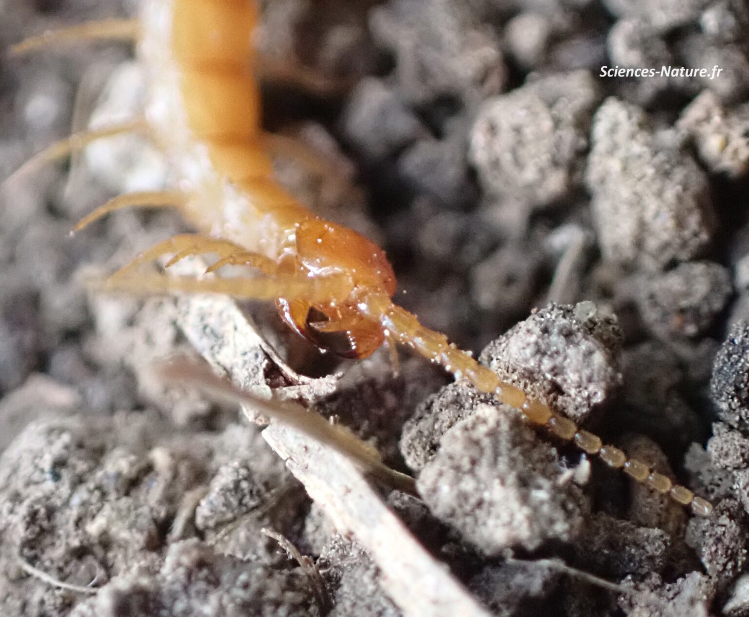 Cryptops Paris Ii Diversité des myriapodes - Sciences-nature.fr