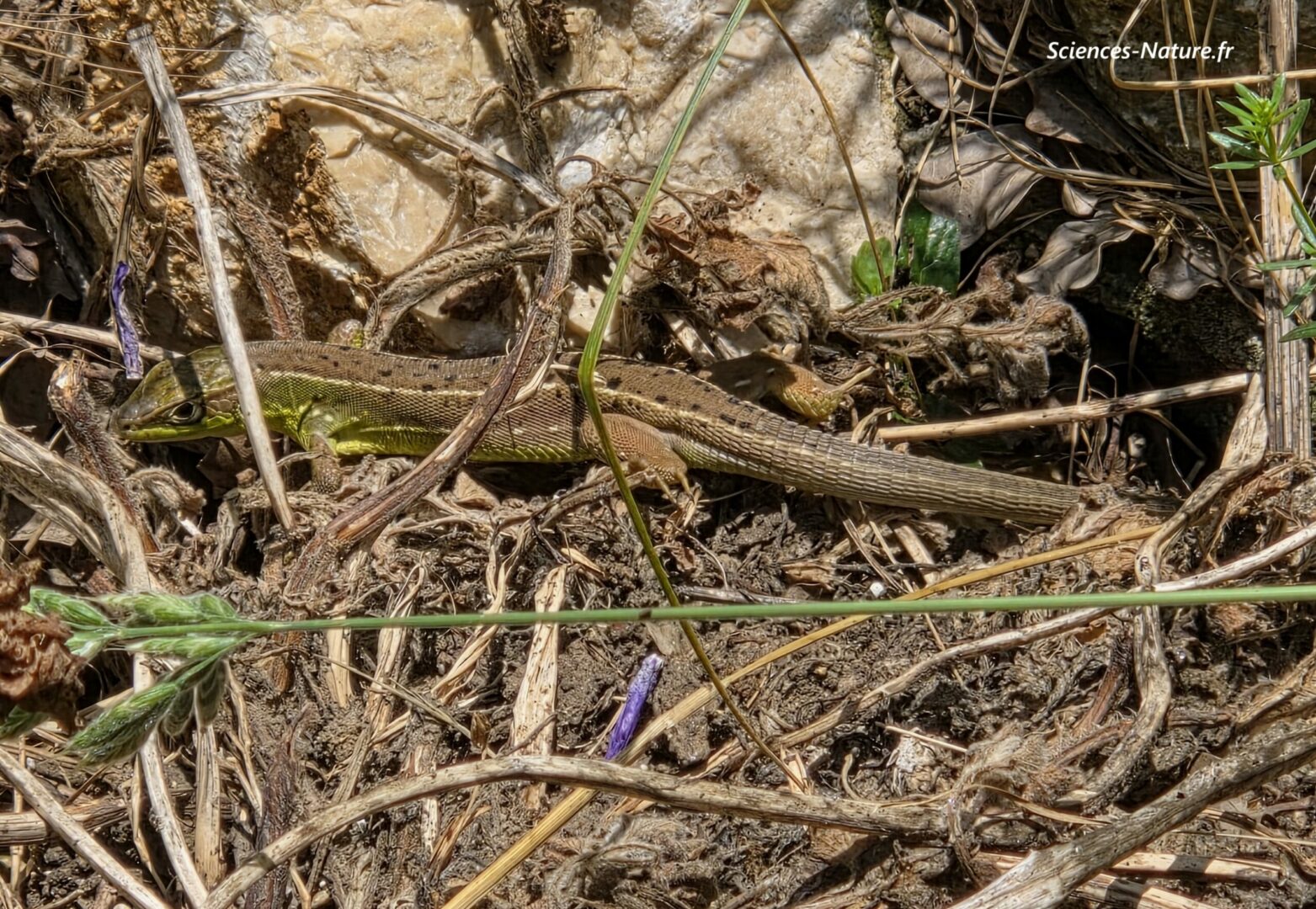 reportage-photos-du-l-zard-vert-ou-l-zard-deux-raies-sciences-nature-fr