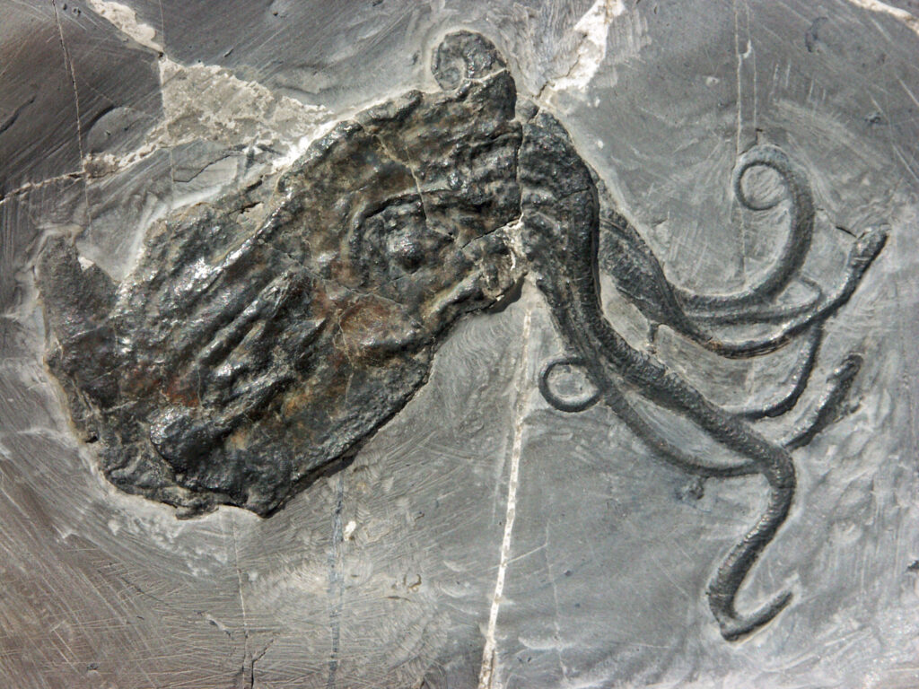 Proteroctopus Ribeti Un Fossile C l bre Et Sa Classification 