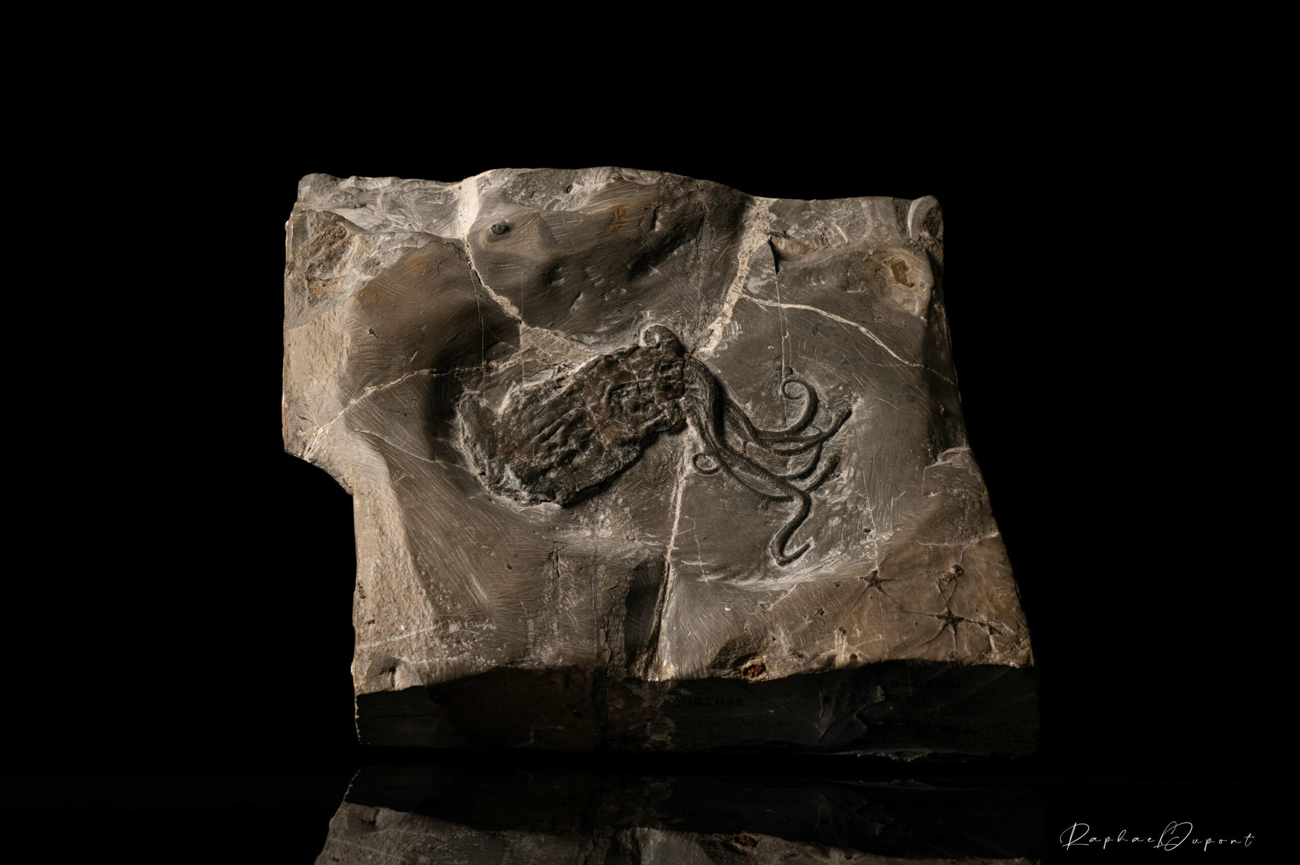 Proteroctopus Ribeti Un Fossile C l bre Et Sa Classification 