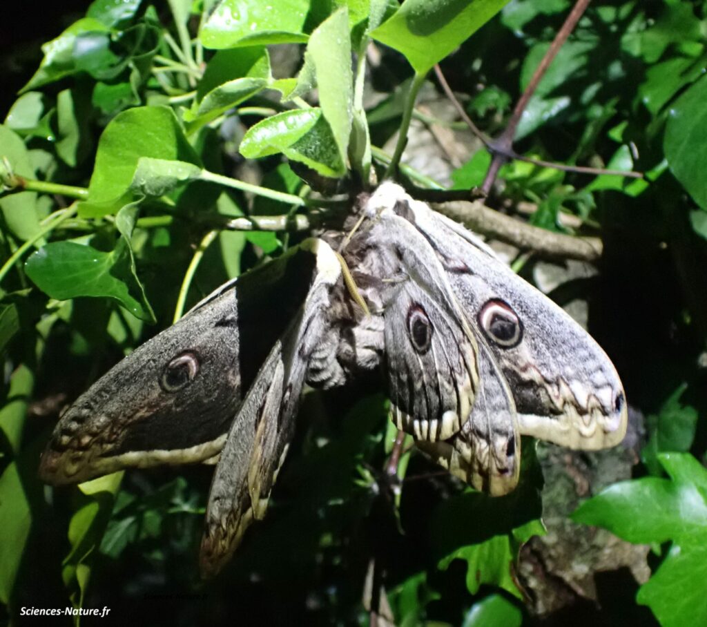 accouplement-grand-paon-de-nuit