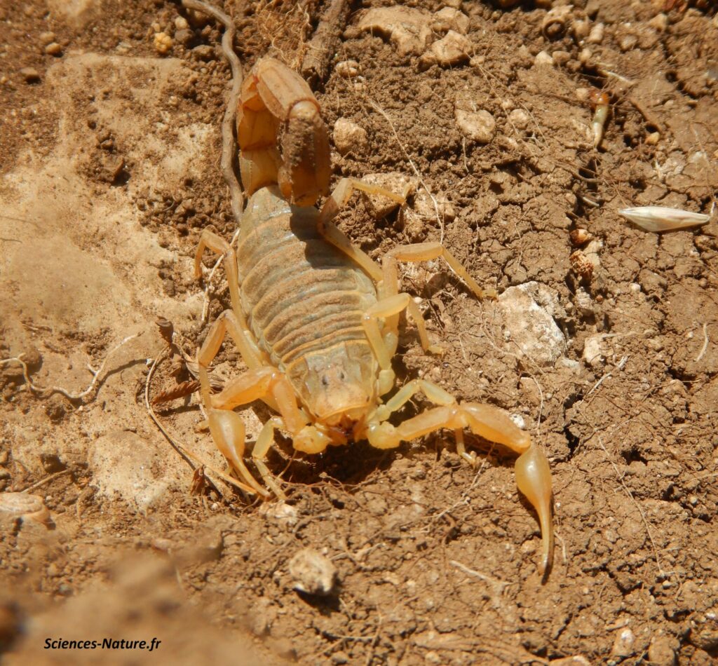 scorpion languedocien
