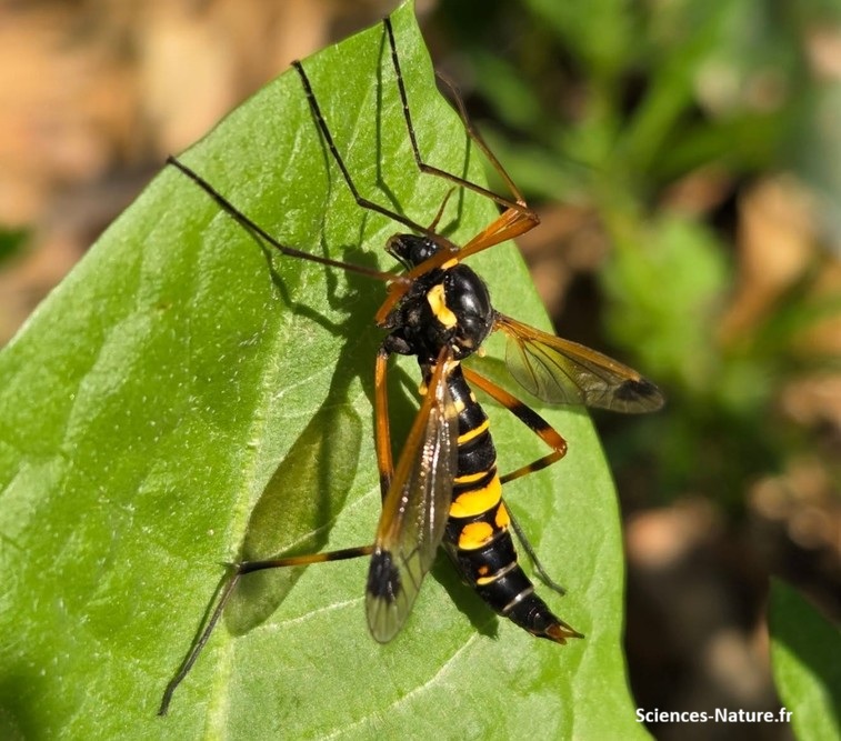 Ctenophora festiva