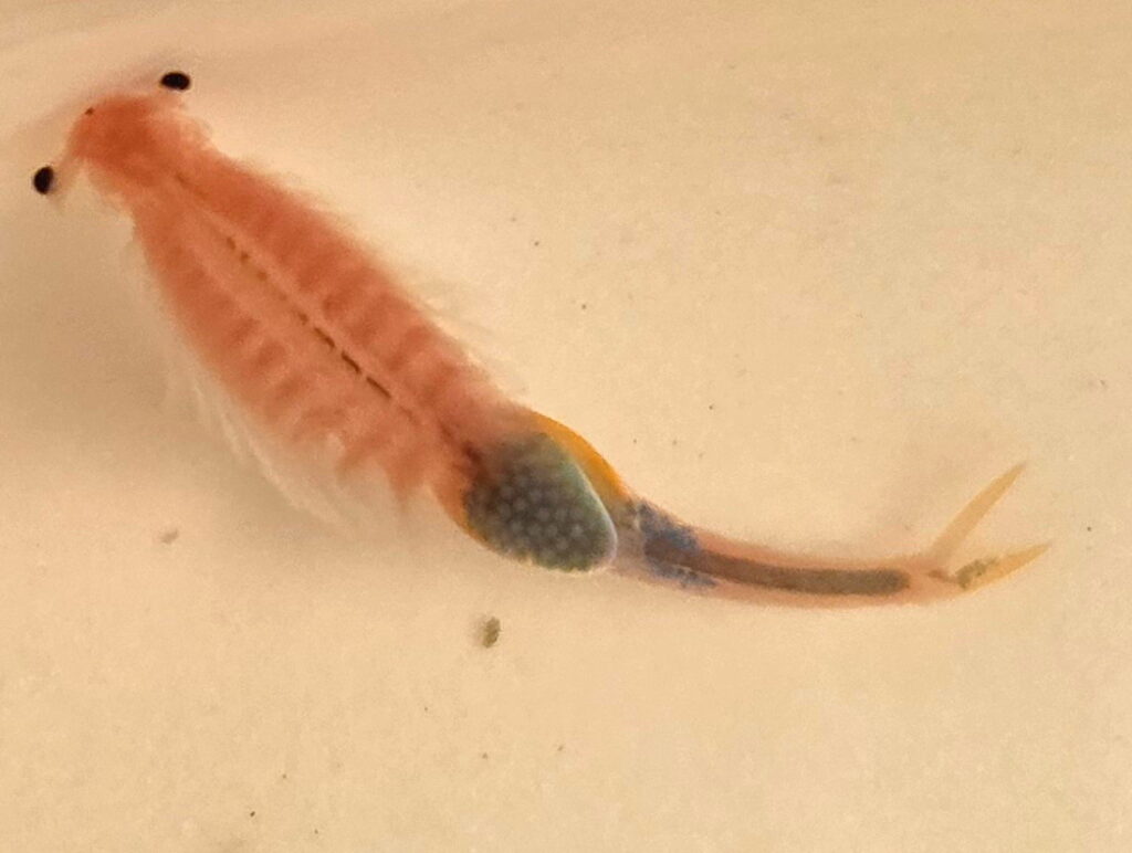 Branchipus