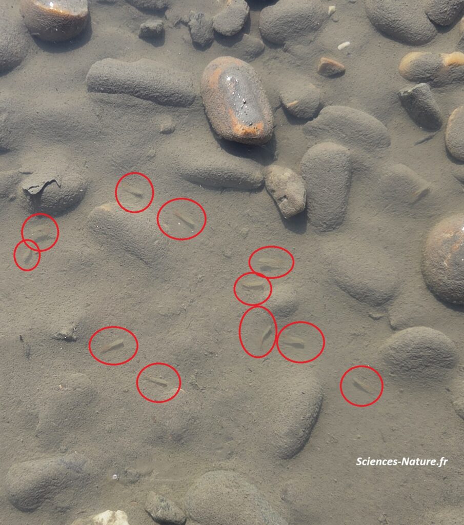 Branchipus bitope 3
