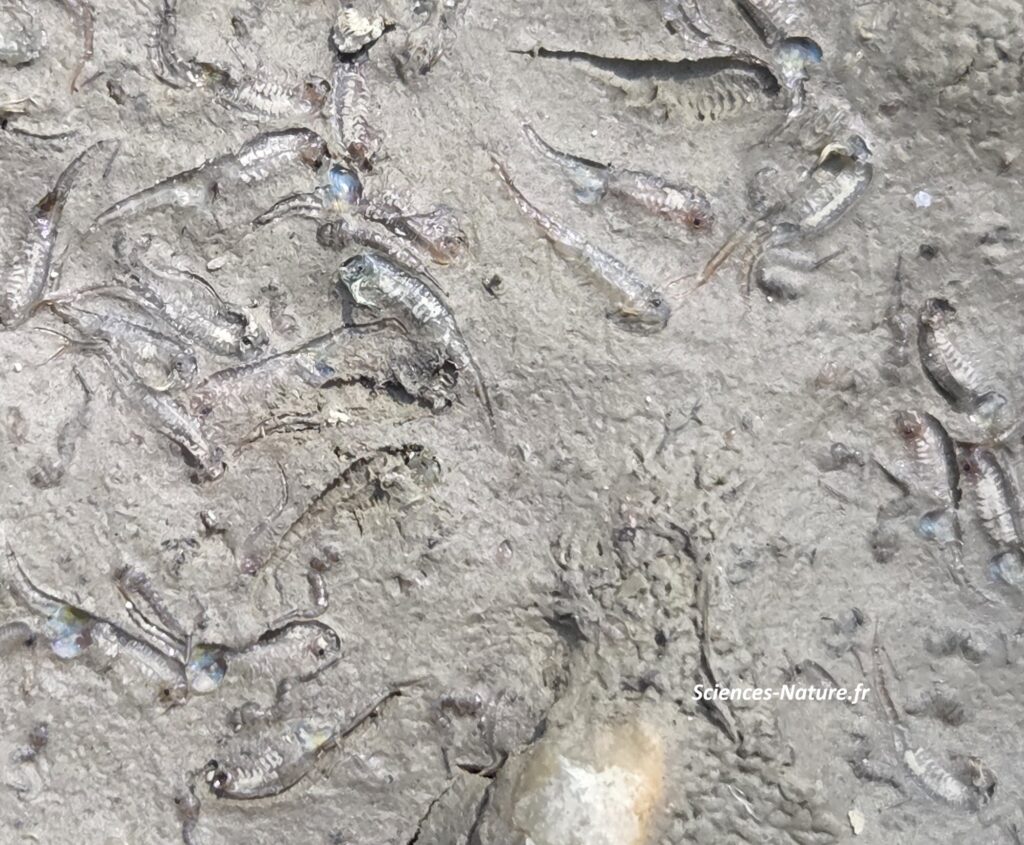 Branchipus flaque assechée 2