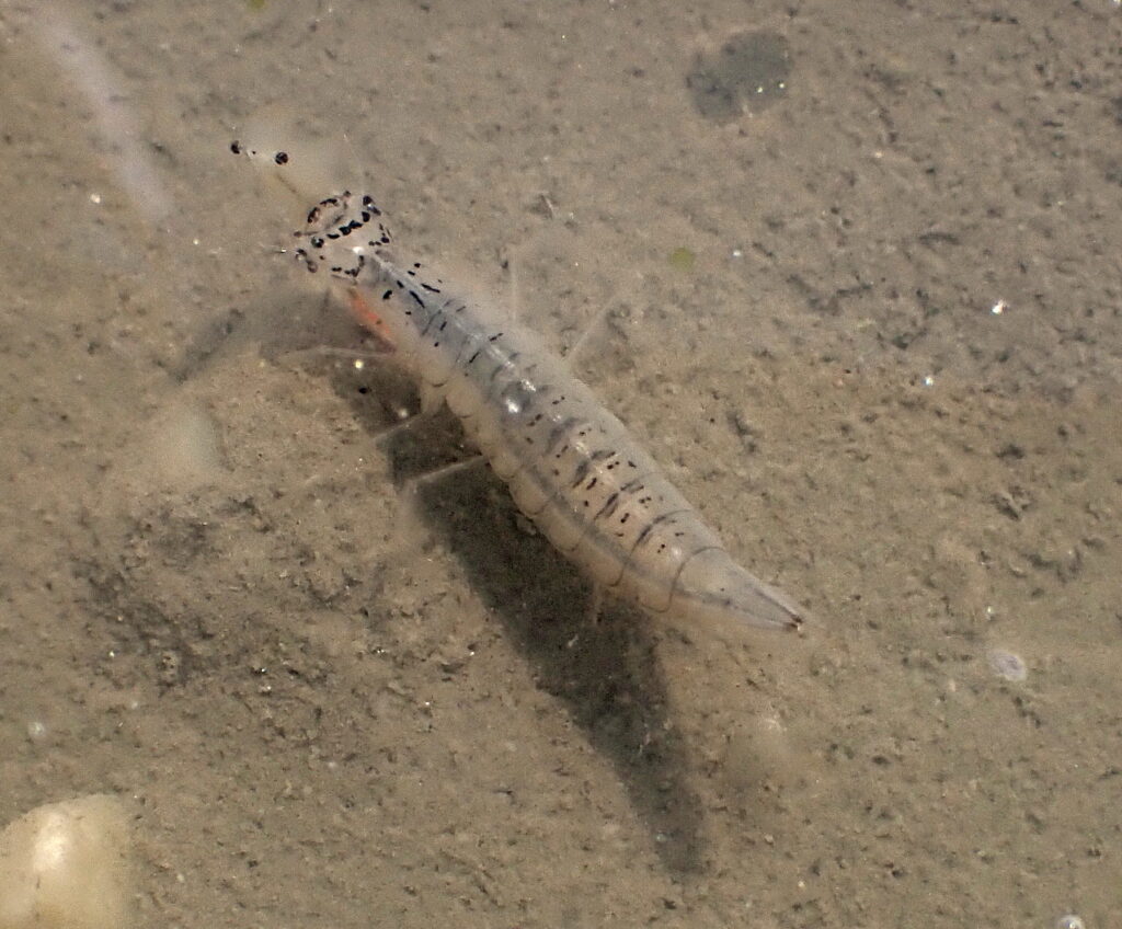 Branchipus-predation