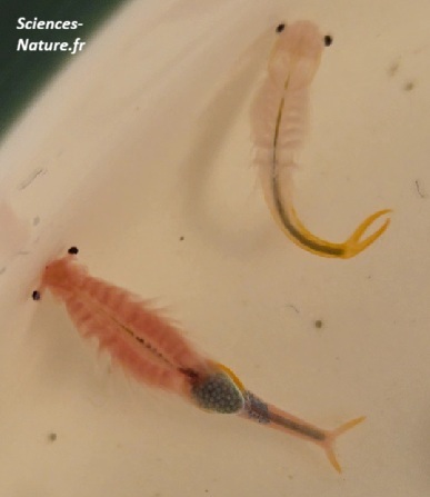 branchipus-male-femelle